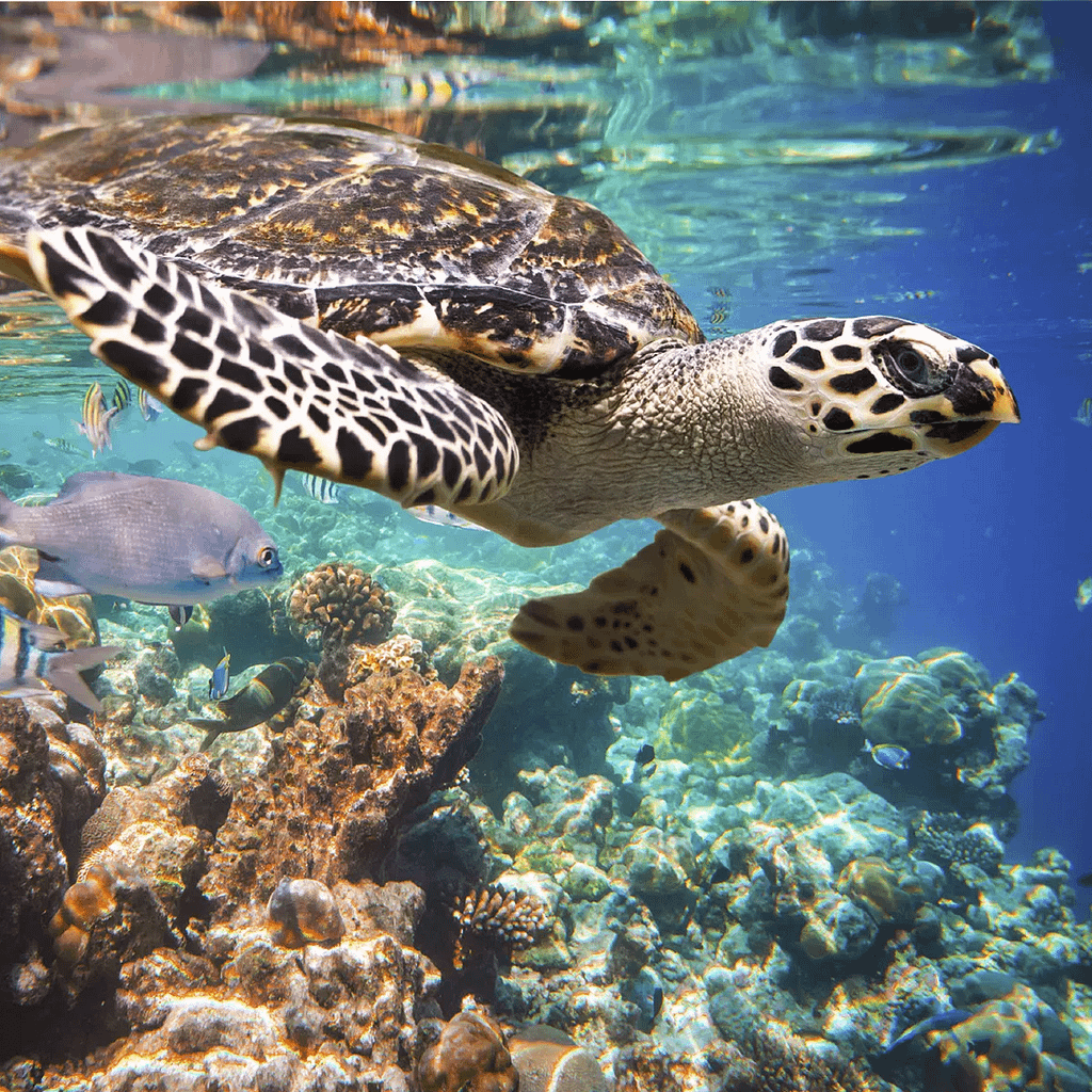 Tortuguitas al mar